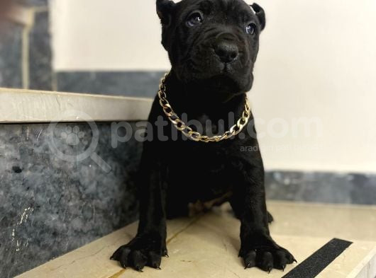 Estetikli Dev Cane Corso İtaliano Dişi