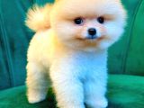 Pomerani̇an Boo Yavrular Hazir