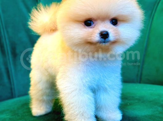Pomerani̇an Boo Yavrular Hazir görsel