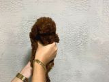Teacup Kore Yavru Poodle