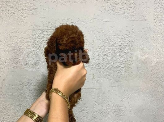 Teacup Kore Yavru Poodle görsel