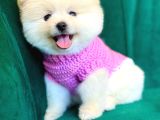 Pomerani̇an Boo Yavrular Hazir