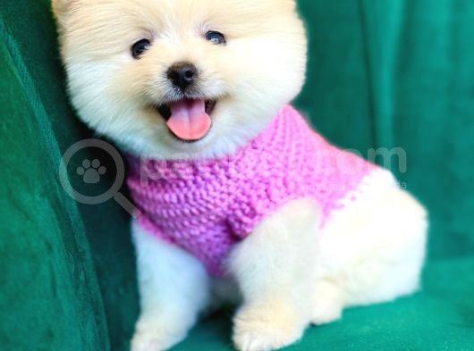 Pomerani̇an Boo Yavrular Hazir görsel