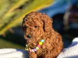 Toy Poodle Yavruları