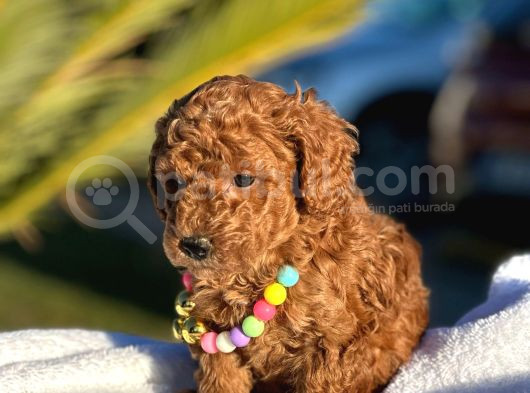 Toy Poodle Yavruları görsel