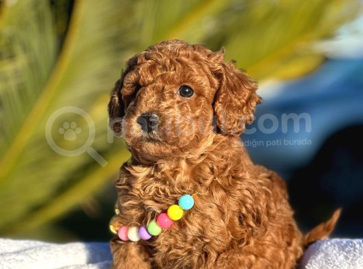 Irk Ve Sağlık Garantili Toy Poodle Bebeklerim görsel