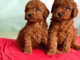 TOY POODLE BEBEKLER