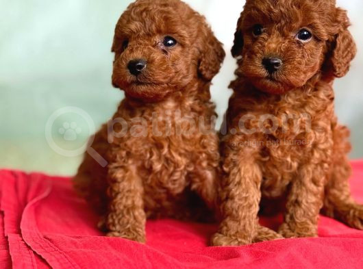 Toy Poodle Bebekler