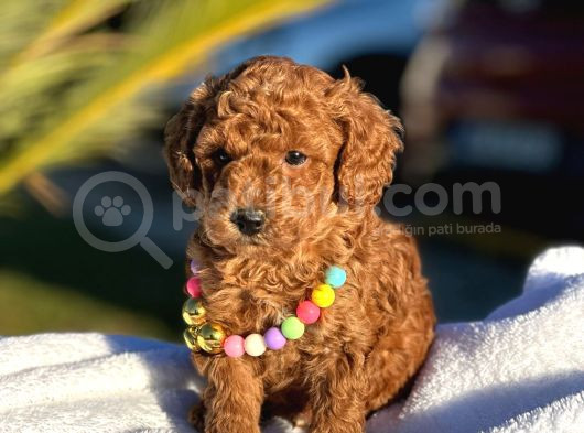 Toy Poodle Yavruları görsel