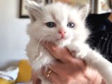 Anne Altından Safkan Ragdoll Yavru kediler
