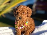 Irk Ve Sağlık Garantili Toy Poodle Bebeklerim