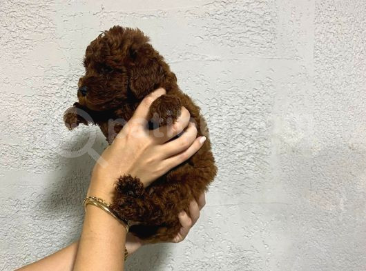 Teacup Kore Yavru Poodle görsel