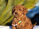 Toy poodle yavruları