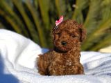 Mini Poodle Yavruları