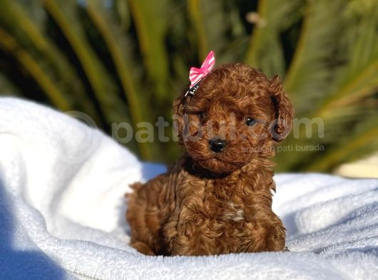 Mini Poodle Yavruları görsel