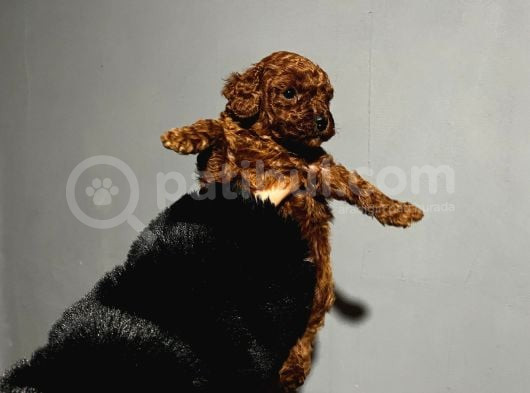 Orjinal Irk Garantili Kore Poodle Yavrular
