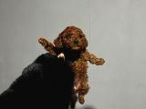 Orjinal Irk Garantili Kore Poodle Yavrular