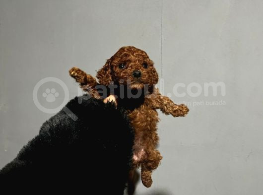 Orjinal Irk Garantili Kore Poodle Yavrular görsel