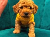 Toy Poodle Bebekler