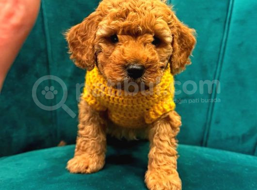 Toy Poodle Bebekler görsel