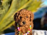 Toy Poodle Yavruları