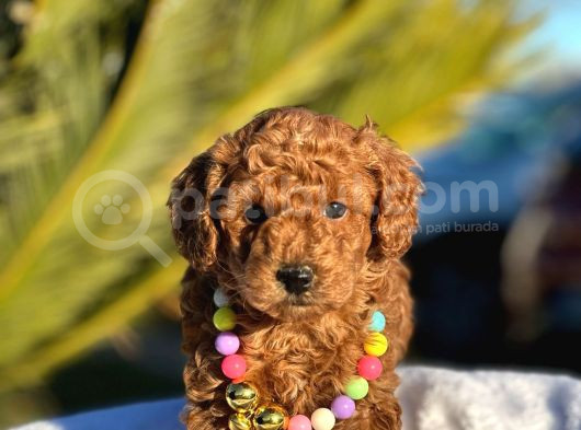 Toy Poodle Yavruları görsel