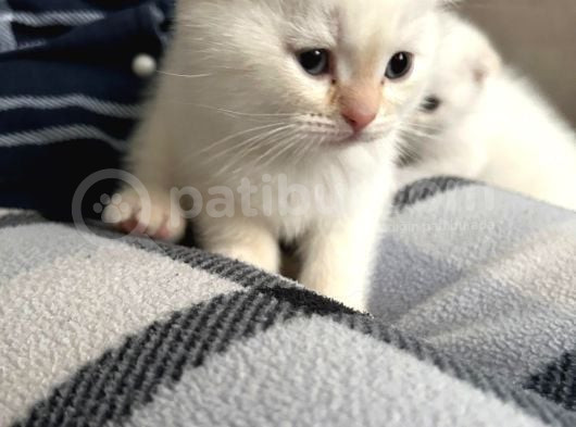Scotish Kedilerim Son 3 Yavru görsel
