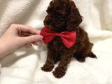 En Güzel Toy Poodle Yavrulari Bi̇zdeee
