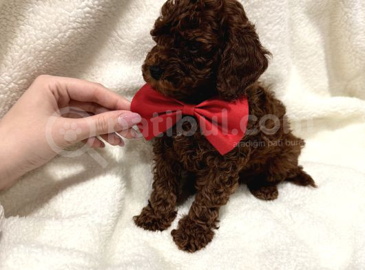 En Güzel Toy Poodle Yavrulari Bi̇zdeee görsel