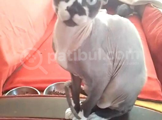 Safkan Hipoalerjenik Elf Ve Kanada Sfenks Yavrularımız görsel