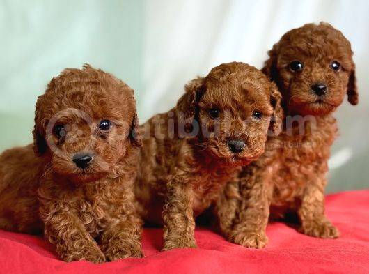 Toy poodle ırk ve sağlık garantili