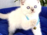 Uyguna Ayı surat British Shorthair Bluepoint 