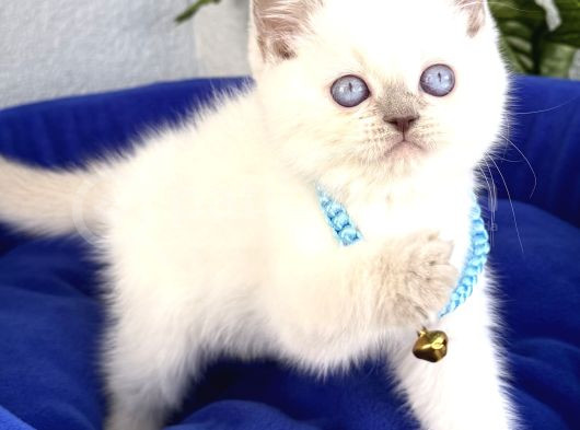 Uyguna Ayı Surat British Shorthair Bluepoint 
