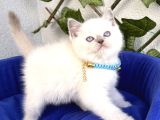 Uyguna Ayı Surat British Shorthair Bluepoint 