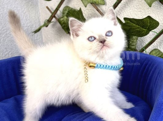 Uyguna Ayı Surat British Shorthair Bluepoint  görsel