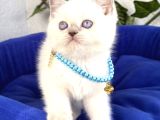 Uyguna Ayı Surat British Shorthair Bluepoint 