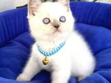 Uyguna Ayı Surat British Shorthair Bluepoint 