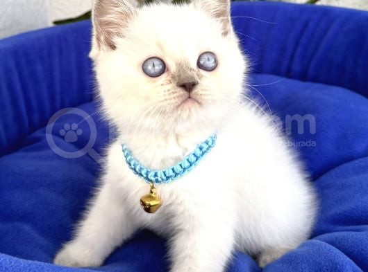 Uyguna Ayı Surat British Shorthair Bluepoint  görsel