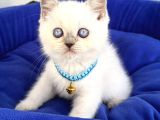 Uyguna Ayı Surat British Shorthair Bluepoint 