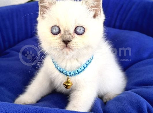 Uyguna Ayı Surat British Shorthair Bluepoint  görsel