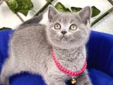BRİTİSH SHORTHAİR DİŞİ BEBEK