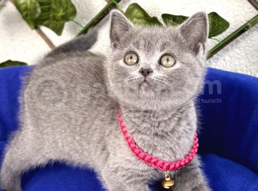 Bri̇ti̇sh Shorthai̇r Di̇şi̇ Bebek