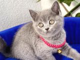 Bri̇ti̇sh Shorthai̇r Di̇şi̇ Bebek