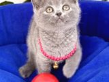 Bri̇ti̇sh Shorthai̇r Di̇şi̇ Bebek