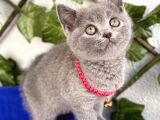 Bri̇ti̇sh Shorthai̇r Di̇şi̇ Bebek