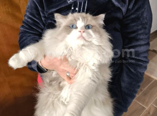 Anne Altından Safkan Ragdoll Yavru Kediler görsel