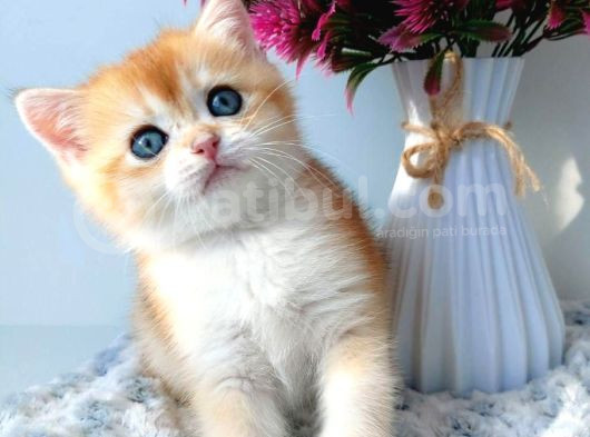 Türünün En Kalitelisi Golden Ny12 British Shorthair görsel