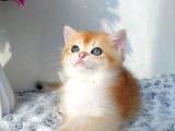 Türünün En Kalitelisi Golden Ny12 British Shorthair