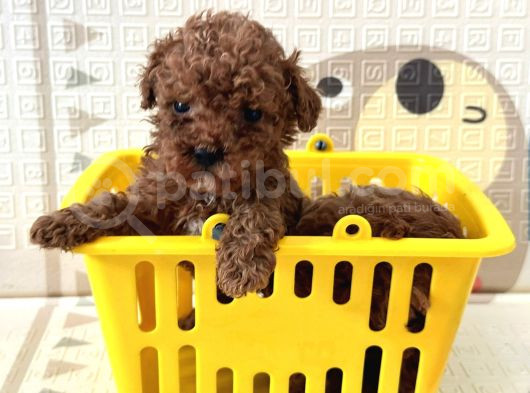 Toy Poodle Bebekler Sahiplerini Bekliyorlar görsel