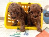Toy Poodle Bebekler Sahiplerini Bekliyorlar